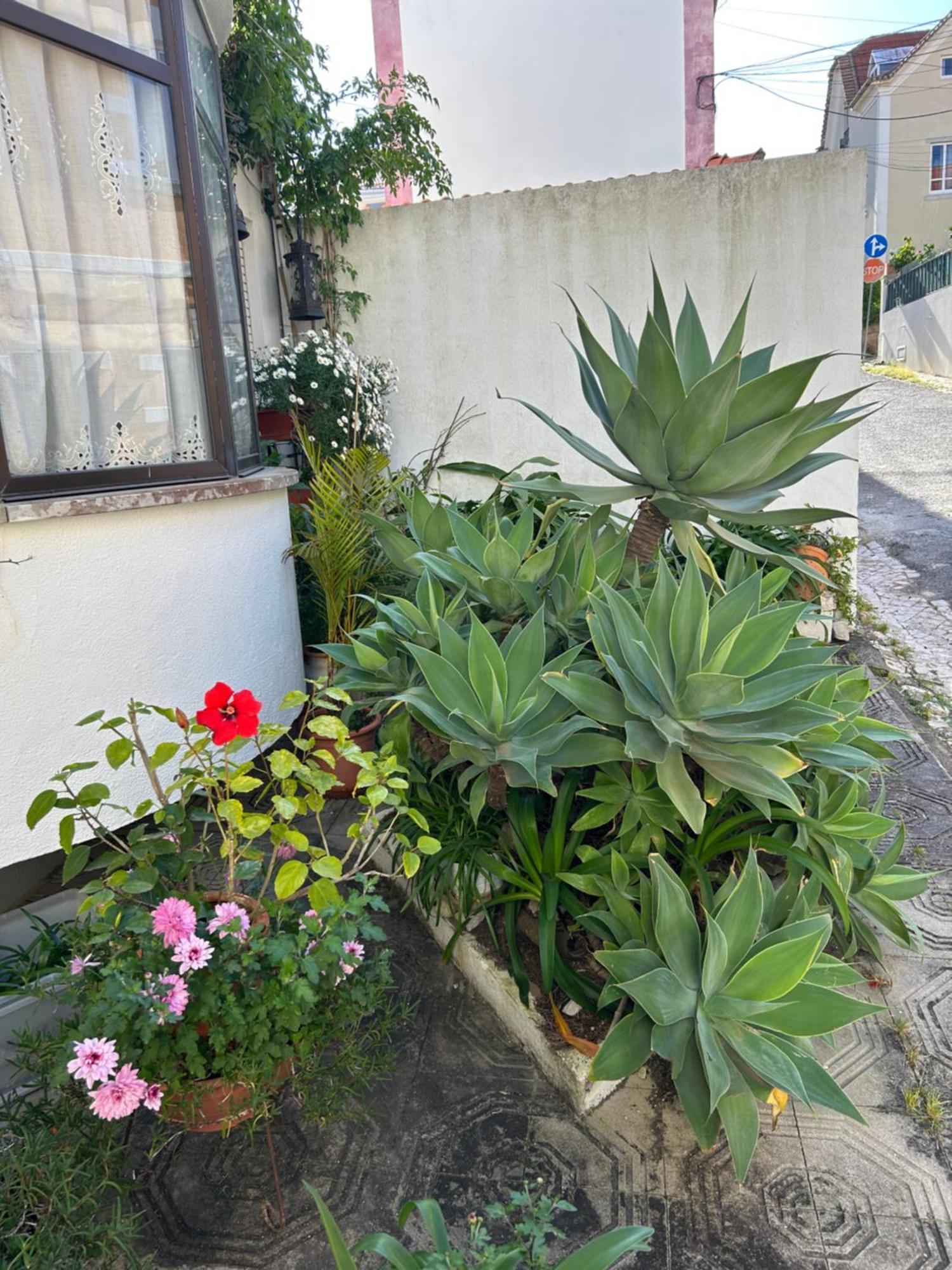 Bela Vista Apartamento Estoril Cascais Екстер'єр фото